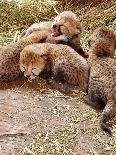 Wildlife Safari Welcomes New Litter Of Cheetah Cubs Kpic