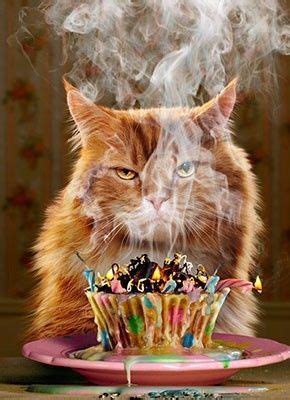 Cranky Yellow Kitty Birthday Cupcake Cat Birthday Card Happy Birthday Funny Happy Birthday
