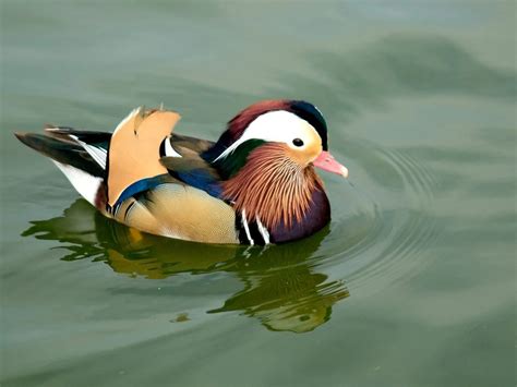 Ducks With White Stripe On Their Head Id Guide