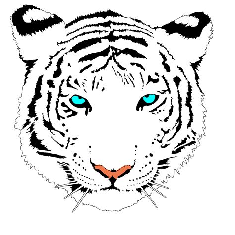 Bengal Tiger White Clip Art At Vector Clip Art Online