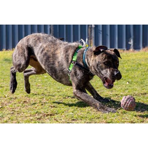 Buddy Large Male Neapolitan Mastiff X Irish Wolfhound X Mix Dog In Sa