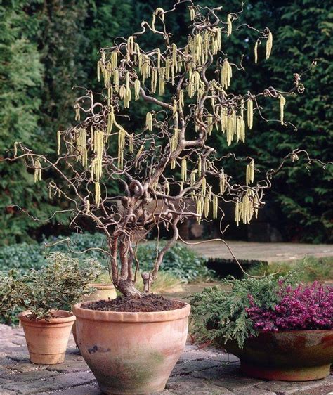 Corylus Avellana Contorta Medusa Special Corkscrew Hazel Trees