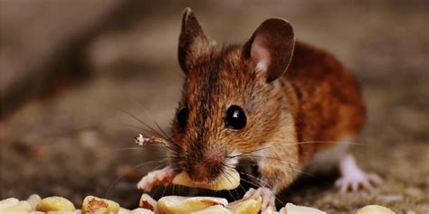 If you've already performed rodent control to get rid of your rats and mice, your next step is to keep them out with the help of rodent exclusion from buzz kill pest control. Seattle Rodent Control and Exclusion Professionals | Croach