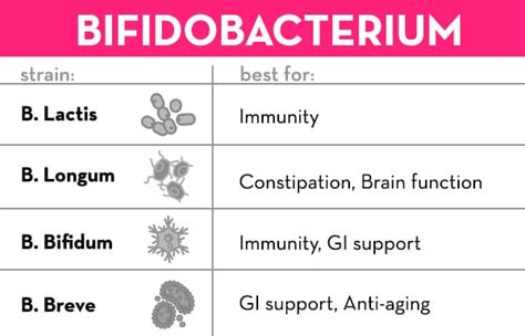 Best Probiotics With Bifidobacterium Infantis Yogurt Probiotics Ibs