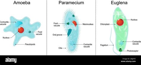 Anatomía De Los Organismos Eucariotas Unicelulares Paramecium Ciliate