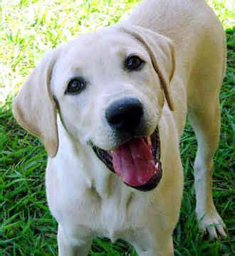 Labrador retriever x australian cattle dog mix = labraheeler. Retriever Labrador: Labrador Golden Retriever Mix