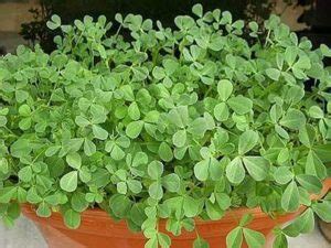 Several studies have been done to confirm this traditional application. Fenugreek Cultivation Information Guide | Asia Farming