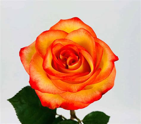 High And Magic Rose 50cm Wholesale Flowers Cascade Floral