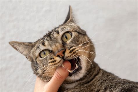 Why Does My Cat Bite Me Reasons Behind Your Cats Biting Behavior