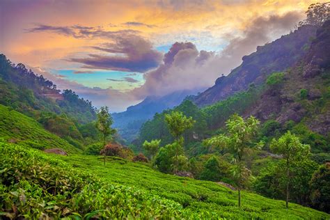 Munnar Travel Kerala India Lonely Planet