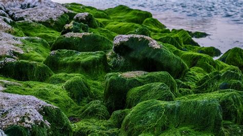 These Facts Will Make You Respect Algae Forestrypedia