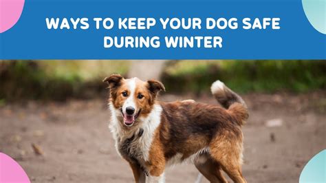 Tips To Keep Your Dog Safe During Winter Pet Care Pet Health Pet