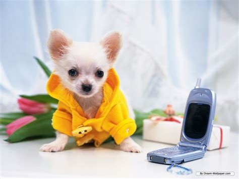 Top 10 Chihuahua Wallpapers Blaberize