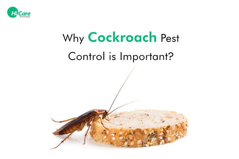 Top 10 Importance To Know About Cockroach Pest Control Hicare