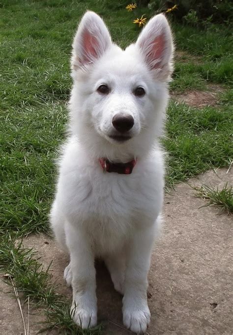 Cute Puppy And Dog 3 Top Amazing White German Shepherd Puppies