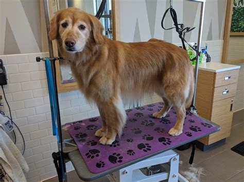 Grooming A Golden Retriever At Home Geronimo Sagese