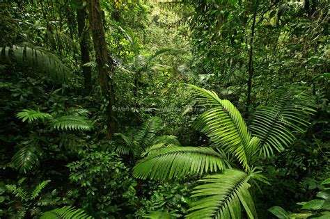 Dense Tropical Rain Forest Costa Rica Matt Tilghman Photography Foret Tropicale Jardin Du
