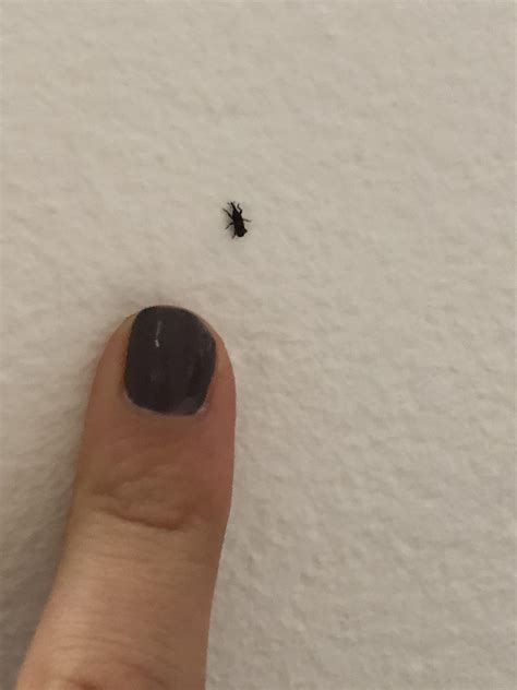 Tiny Black Bugs In House On Walls