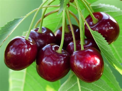 How To Grow A Cherry Tree The Plant Guide