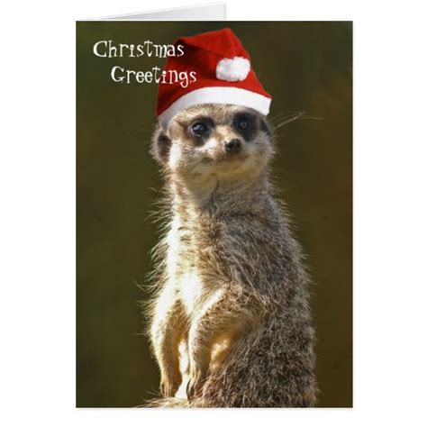 Meerkat Christmas Greetings Card Zazzle