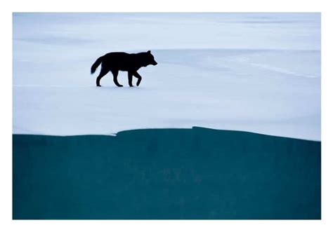 Romeo The Story Of An Alaskan Wolf By Alaskan Photographer John Hyde
