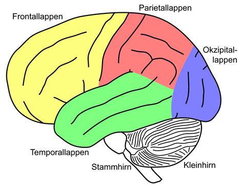 Der temporallappen (lateinisch tempus ‚schläfe') oder schläfenlappen (lat. Parietallappen - Wikipedia