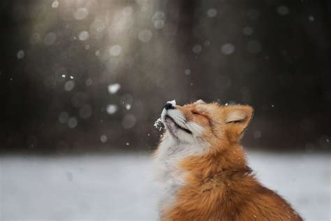 Meet Freya The Beautiful Fox I Photographed In Polish Woods Bored Panda