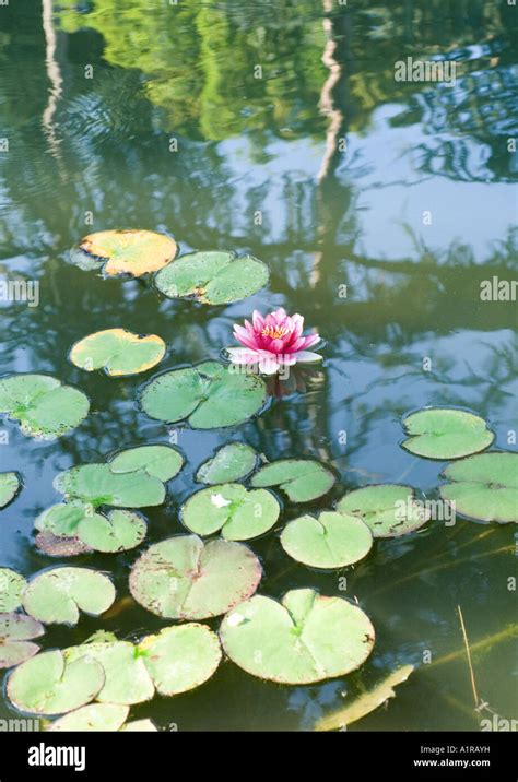 Pond Lilies Overhead Hi Res Stock Photography And Images Alamy