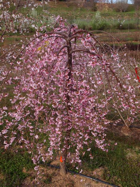 Pink star flowering cherry is slightly smaller and only grows to about 25 feet (7.5 m.) in height and blooms in the spring. Pink Cascade™ Flowering Cherry | NC State Extension