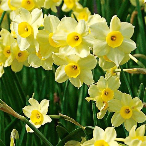 Narcissus Minnow Bulbous Plants Narcissus December Birth Flower