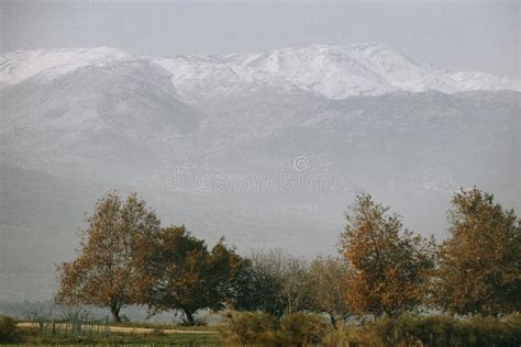Green Trees Against The Background Of Mountains With Snow Capped Peaks