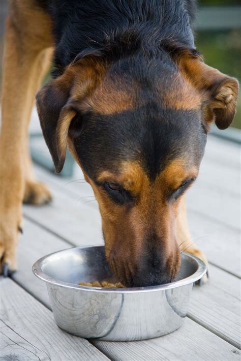 How to get a dog to gain weight fast. Home Remedies to Get a Dog to Gain Weight | Hunker