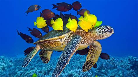 underwater marine biology sea turtle coral reef coral reef marine invertebrates 1080p