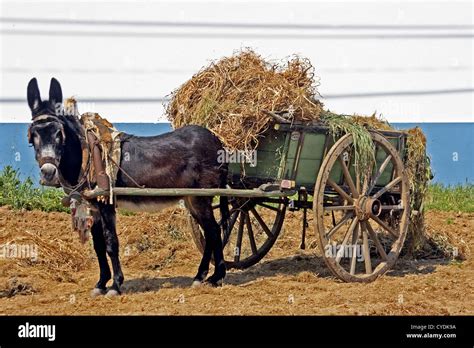 Donkey Pulling An Ancient Handcart Full Of Hay Stock Photo Alamy