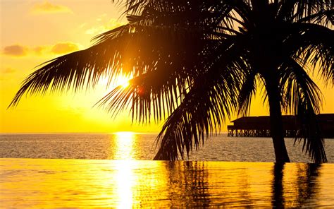 sea, Sunset, Palm, Ocean, Summer Wallpapers HD / Desktop and Mobile ...