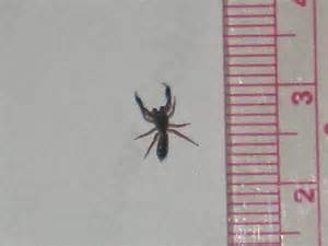 Scorpion Spider Metacyrba Punctata Bugguidenet