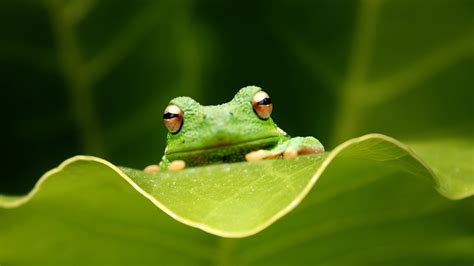 Tree Frog Full Hd Wallpaper And Background Image 1920x1080 Id437070