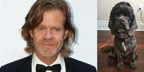 Everyone Loves This Dog That Looks Like William H Macy