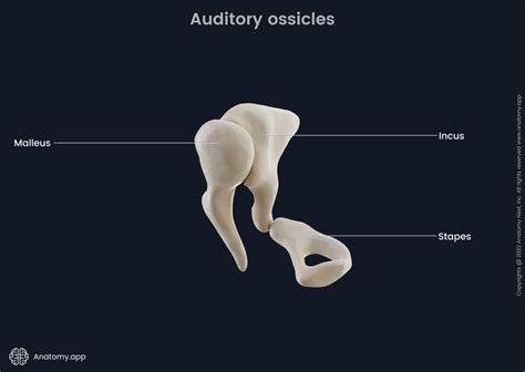 Auditory Ossicles Encyclopedia Anatomyapp Learn Anatomy 3d