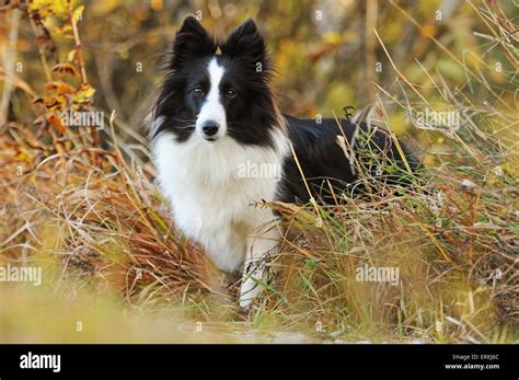Black And White Shetland Sheepdog High Resolution Stock Photography And