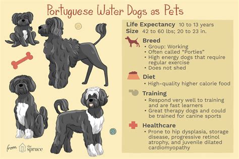 Portuguese Water Dog Full Profile History And Care