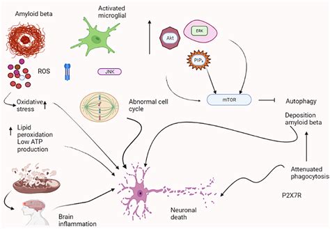 Different Pathways Involved In Neurodegeneration In Ad Amyloid Beta