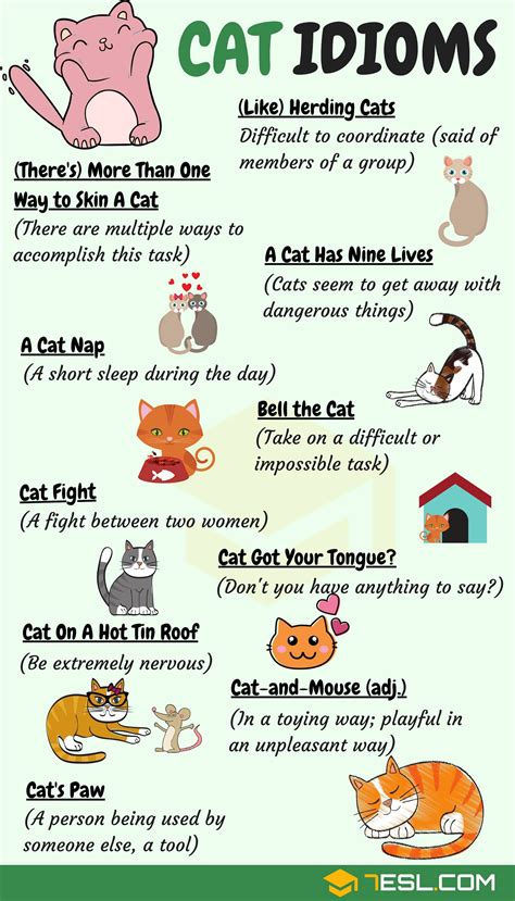 Cat Idioms 30 Useful Cat Idioms And Sayings In English 7esl English