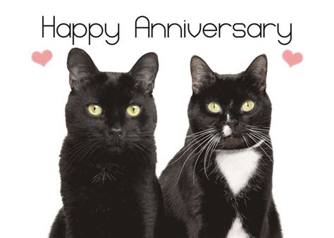 Happy Anniversary Purrfect Cat Couple Humor Card Ad Affiliate