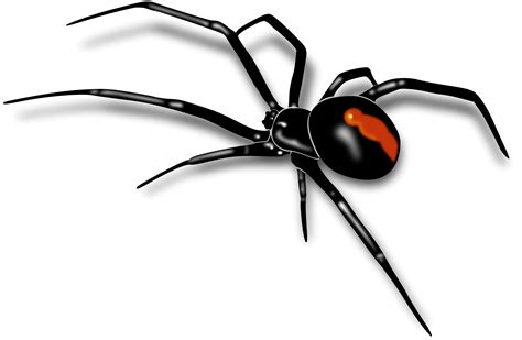 Black Widow Spider Png Pic Png Mart