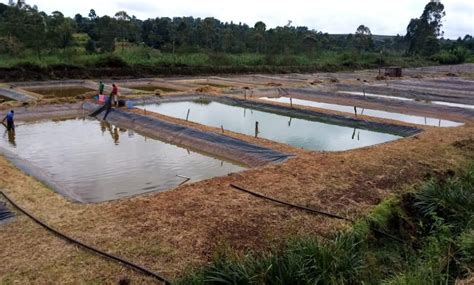 Tips On How To Be Successful In Tilapia Farming Smart Farmer Africa