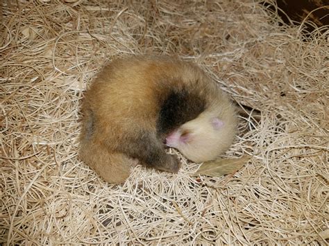 Greenville Zoo Announces Birth Of Red Panda Cubs Greenville Journal