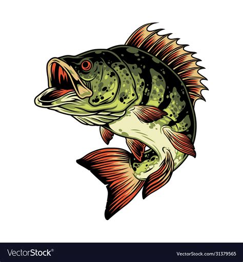 Bass Fish Colorful Concept Royalty Free Vector Image