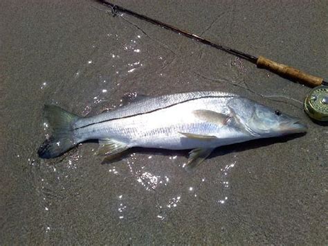 Snook fishing with live pin fish in the mangroves. Beach Snook Fishing - Part I | Coastal Angler & The Angler ...