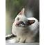 Wichienmaat—The Elegant Siamese Cat • The Hi Lo